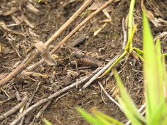 Acrididae