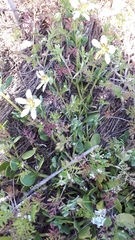 Roepera sessilifolia