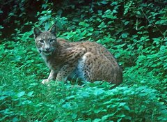 Lynx