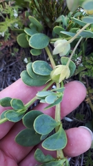 Roepera sessilifolia