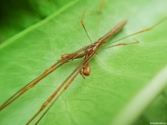 Tetragnatha