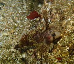 Nautichthys oculofasciatus