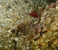 Nautichthys oculofasciatus