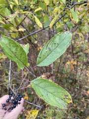 Rhamnus utilis