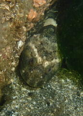 Myoxocephalus polyacanthocephalus