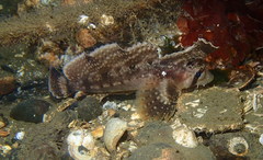 Nautichthys oculofasciatus