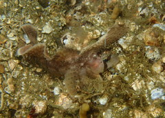 Nautichthys oculofasciatus