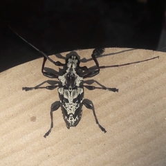 Steirastoma marmoratum