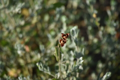 Cistus lasianthus