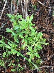 Alseuosmia macrophylla