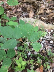 Hylodesmum pauciflorum