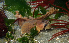 Nautichthys oculofasciatus