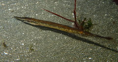 Aulorhynchus flavidus