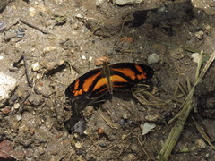 Castilia eranites