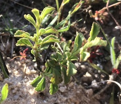 Hermannia hyssopifolia