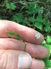 Hylodesmum pauciflorum