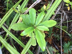 Alseuosmia macrophylla