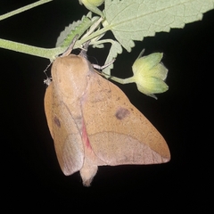 Adeloneivaia subangulata