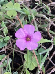 Oxalis articulata