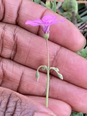 Oxalis articulata
