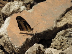 Castilia eranites