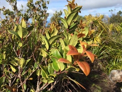 Metrosideros albiflora