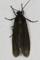 Virbia laeta