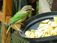 Ailuroedus maculosus