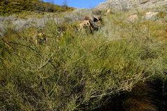 Psoralea verrucosa