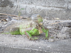 Iguana iguana