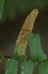 Phytoliriomyza felti