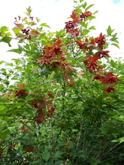 Viburnum trilobum image