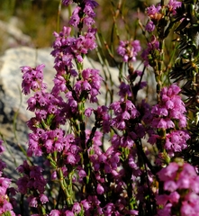 Erica chlamydiflora