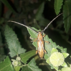 Ambonus lippus