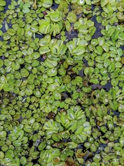 Salvinia hastata