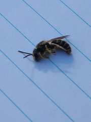Halictus