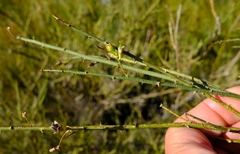 Psoralea verrucosa