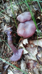 Laccaria amethystina image