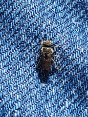 Megachile