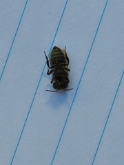 Megachile