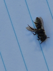 Megachile