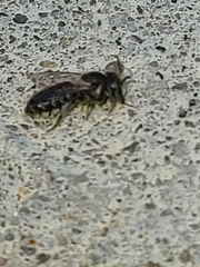Megachile