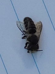 Megachile