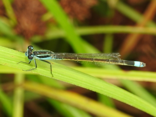 Rambur's Forktail, photo 2 of 7