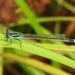 Rambur's Forktail - Photo (c) Pedro Alanis, some rights reserved (CC BY-NC), uploaded by Pedro Alanis