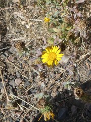 Grindelia subalpina