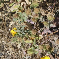 Grindelia subalpina