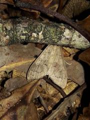 Mecyna asinalis