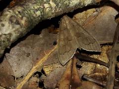 Mecyna asinalis