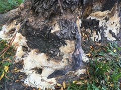 Vanderbylia robiniophila